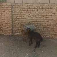 2عدد شاه میش