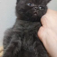 واگذاری|گربه|برازجان, |دیوار