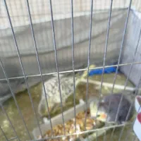 یک جفت عروس هلندی|پرنده|یزد, |دیوار