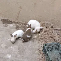 خرگوش