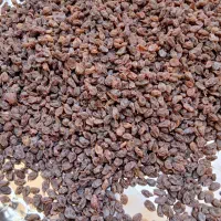 کشمش بیدانه|خوردنی و آشامیدنی|تاکستان, |دیوار