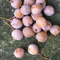 بذر درخت ژینکو