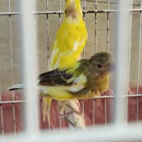 قناری نر مست|پرنده|بهبهان, |دیوار