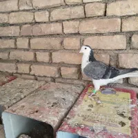 کفتر بدرنگ دستگردی