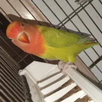 طوطی برزیلی(توضیحات مهم)|پرنده|دزفول, |دیوار