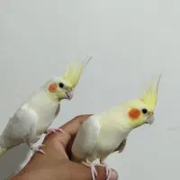 ۱۲عدد جوجه عروس هلندی سالم و سرحال