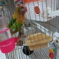 طوطی برزیلی|پرنده|فردیس, قریشی|دیوار