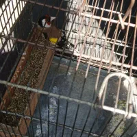 سهره نربهاره مست مست نوک و پا سفید