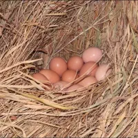 تخم مرغ نطفه دار سبرایت گلین مینیاتوری کوشین