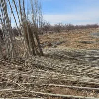 نهال صنوبر سریع الرشد و زود بازده