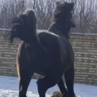 جوان اسب کرد