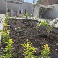باغبانی گل کاری درخت کاری علف کشی درتمام نقاط|خدمات باغبانی و درختکاری|مشهد, کوه سنگی|دیوار