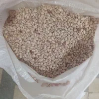 لوبیا چیتی|عمدهفروشی|اسدآباد, |دیوار