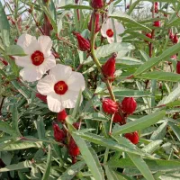 فروش چای ترش