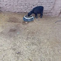 بز زاییده|حیوانات مزرعه|درمیان, |دیوار