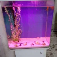 فروش آکواریوم شیشه خم زیبا و تمیز خارجی با وسایل