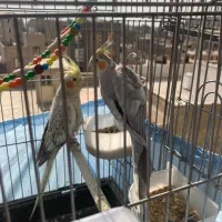 عروس هلندی|پرنده|شریفآباد, |دیوار