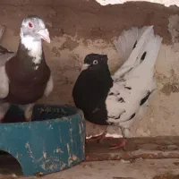 کفتر پرشی