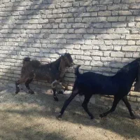 کهره چپش پاکستانی اصل