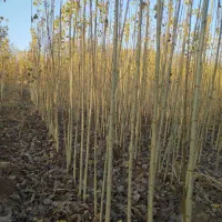 قلمه یا گواخ در زمین خودمون نهال|حراج|خوی, |دیوار