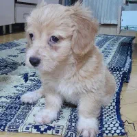 واگذاری شیتزو