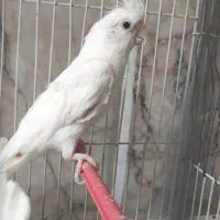 عروس هلندی ماده آلبینو