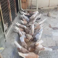 کبوتر زرد و سرخ|پرنده|اصفهان, منتظرالمهدی|دیوار