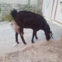بزهای خوب چندقلو زا