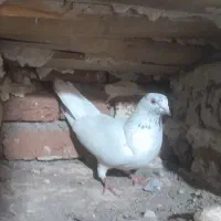 کبوتر|پرنده|اردبیل, |دیوار