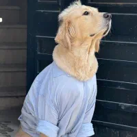 ۱۰ میلیون مژدگانی سگ گم شده|حیوانات|باغ ملک, |دیوار