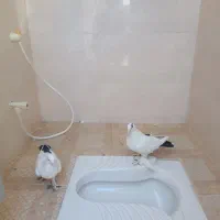 پلنگ و دمسیاه ماهان|پرنده|ماهان, |دیوار