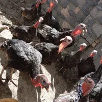 بوقلمون سالم