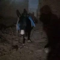 خر سالم|حیوانات مزرعه|میانه, |دیوار