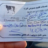 گاو هلشتان شیری|حیوانات مزرعه|آق قلا, |دیوار