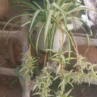 گل گندمی ابلغ|گل و گیاه طبیعی|الوند, |دیوار