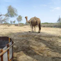 شتر|حیوانات مزرعه|شیراز, قلات|دیوار
