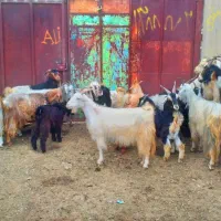 بز ترکی کهره دار روزگاری، میش قوچ دوبور
