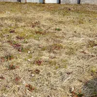 250متری در لنگرود