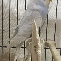 ۳ تا مرغ عشق ماده