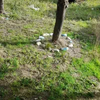 نیاز به همراه