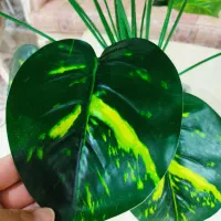 درختچه دیفن باخیا