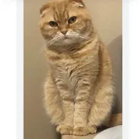 اسکاتیش تپل صورت خرسی رنگ گلد نر ۱۱ ماه زیر قیمت