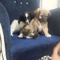 واگذاری دو عدد توله سگ نر 4 ماهه پا کوتاه