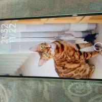 شیامی نوت ۱۳