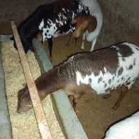 میش برشن و سومالی