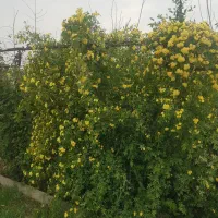 باغ فنس شده همراه استخر و بنا ترشنبه|فروش زمین و ملک کلنگی|اسلامشهر, ترشنبه|دیوار