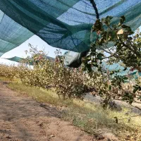 فروش پسته نهال وبذر|گل و گیاه طبیعی|پیر بکران, |دیوار