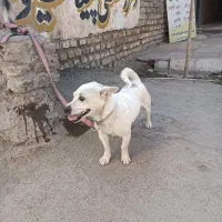 سگ اسنو|سگ|کرمان, |دیوار