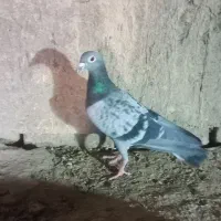 کفتر ساده سیاه  پولکی وسرخ