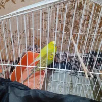 فروش ماکت اسباب بازی